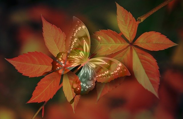 motýl na listech